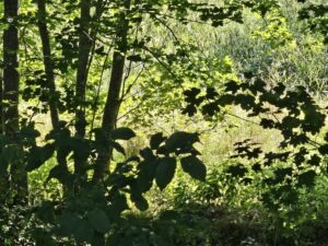 20250812_162525 (Copy)